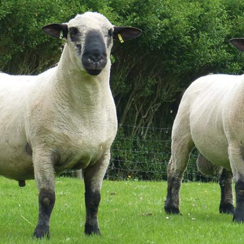 1-Two-stock-rams-at-Thorbeck-in-Linclnshire_F_C_Michael-Priestley